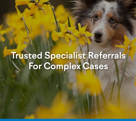 Bald Hills Veterinary Surgery - Bald Hills, QLD. Trusted Specialist Referrals For Complex Cases