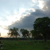 Maple Hill Cemetery gallery