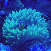 Reef Care Aquarium Services gallery