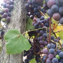 Seven Lakes Vineyard - Wineries
