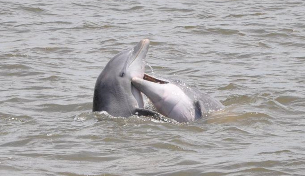 Jekyll Island Boat Tours - Jekyll Island, GA