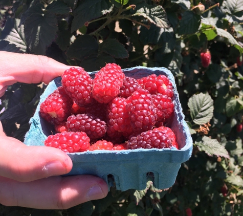 Biringer Farm - Arlington, WA