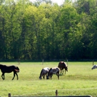 Glacial Ridge Equine