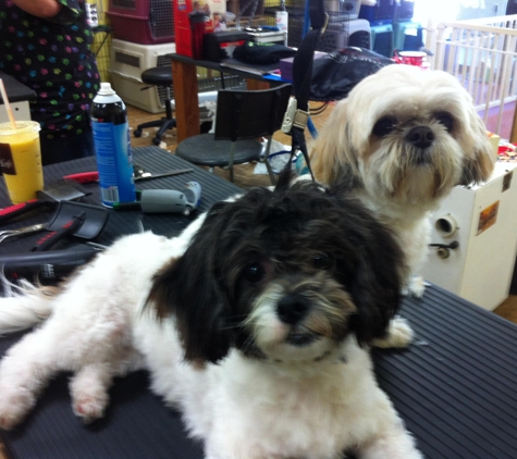 Because We Care Dog & Cat Grooming - San Diego, CA