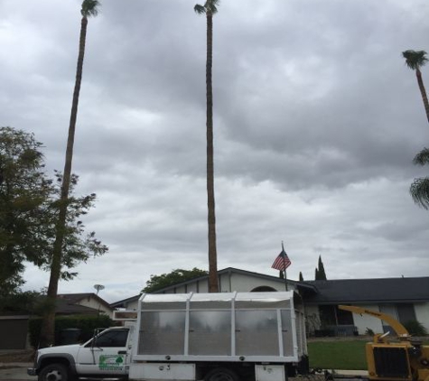 German Tree Care