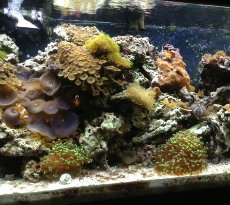 FishGeeks - Mechanicsburg, PA. Fish Geeks aquarium service maintenance