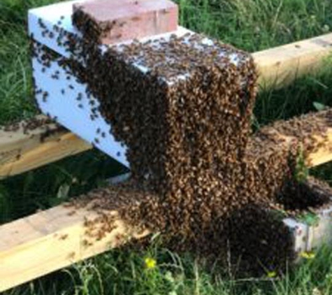 Meyer Bees - Minooka, IL