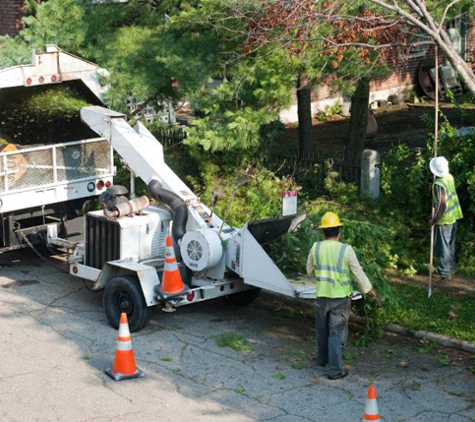 Lexington Tree Cutting & Trimming Services - Lexington, KY. Tree Trimming