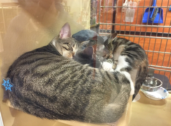 PetSmart - North Bergen, NJ