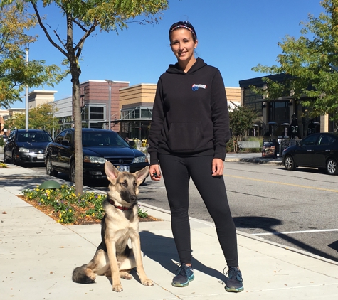 Greater Boston Off Leash K9 Training