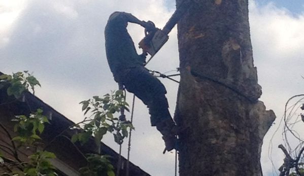 DISCOUNT ONE TREE CUTTING - New Orleans, LA