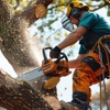 Hamptons Tree & Shrub Care gallery