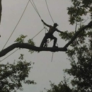 FONTENOTS TREE SERVICE & STUMP - Tree Service