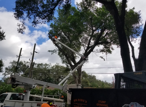 Big Dawg's Tree Service & Stump Grinding - North Miami Beach, FL