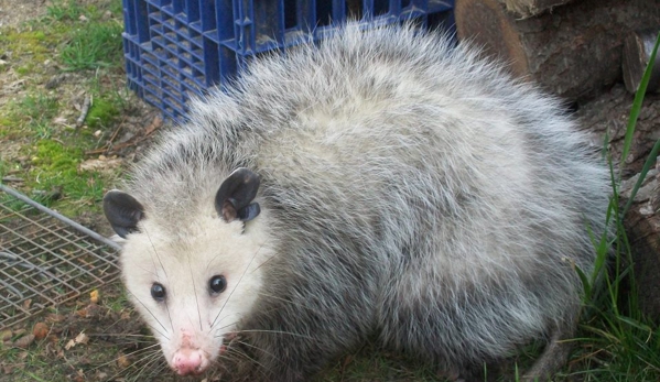 Pesky Critter Nuisance Wildlife Control - Shirley, NY