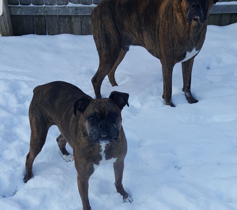 Stoney Hill Boarding Kennels - Swansea, MA