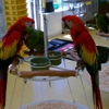 Omar's Exotic Birds gallery