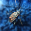 Bigfoot Pest Management - Pest Control Equipment & Supplies
