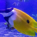 Summers Aquatics - Tropical Fish