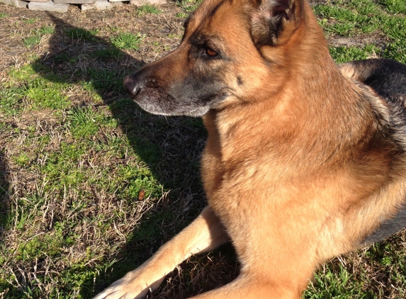 Coastal K9 Training - Bluffton, SC