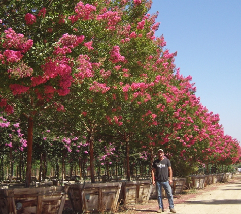 Moon Valley Nurseries - Avondale, AZ