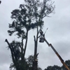 McKeithen's Tree Service gallery