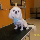 OKC Pet Salon - Pet Grooming
