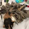 Catastrophe Cat Grooming gallery
