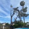 Mayan Climber Tree Service Inc. gallery