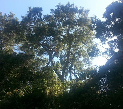 Francisco's full tree service - san jose, CA