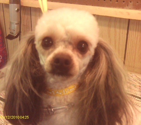 Pampered Pet Parlor - Ilion, NY