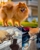 Adorable Pet Grooming - Dog & Cat Clipping & Grooming