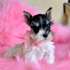 Hollywood Puppies Boutique and Salon gallery