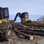 Mario Pelletier Tree Removal