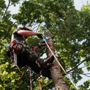 Tree Service Corp - Tree Service