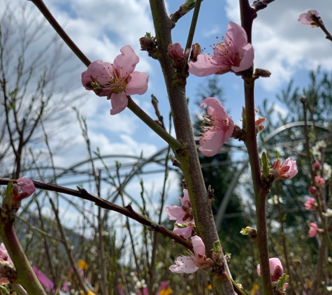 Abell Nursery & Landscape - Bloomington, IN