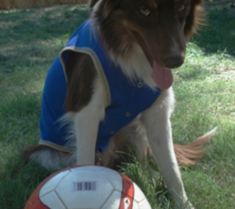 Soccer Dogs - Ocala, FL