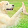 Canine Behavior Center gallery