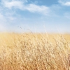 Mutual of Omaha Mortgage gallery