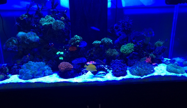 My Aquarium Guy, LLC - Allen, TX