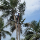 The Natural Tree Service - Arborists