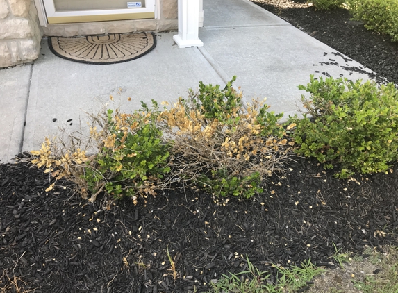 Apogee Property Management - Columbus, OH. Bushes in front of my condo that are not doing well and Apogee Management is the listed association.