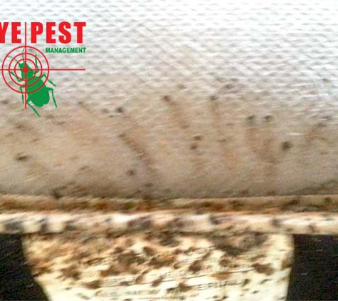 Bullseye Pest Management - Arlington, TX