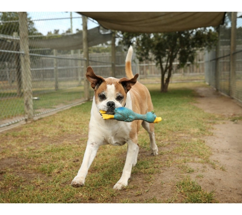 Peninsula Boarding Kennels - Moolap, VIC