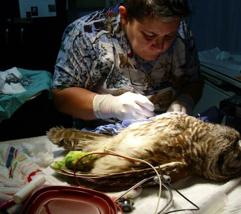 Port Royal Veterinary Hospital - Port Royal, SC. Owl surgery
