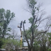 Abe's Low Cost Tree Removal gallery