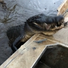 Airboat Tours By Arthur Matherne Inc gallery