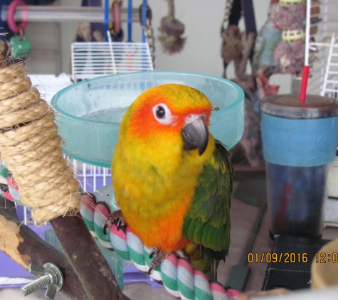 Tweety Bird Aviary - Huntsville, AL