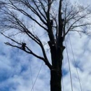 3 Brothers Tree Service - Tree Service