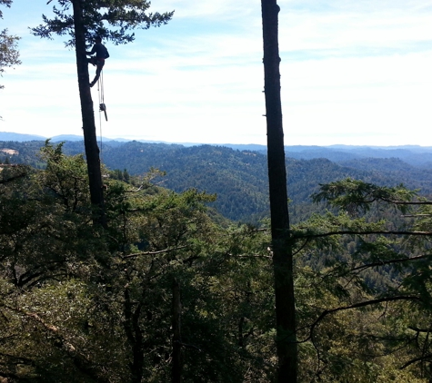 Francisco's full tree service - san jose, CA. After